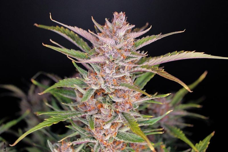 Gorilla Punch Auto, Фасовка: 3, изображение 2